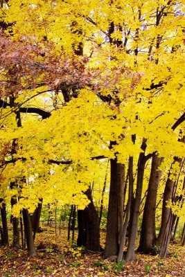 Pennsylvania - Yellow forest, State College, Fall Colors