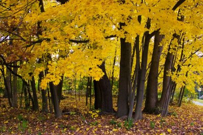 Pennsylvania - State College - Yellow woods, Fall Colors