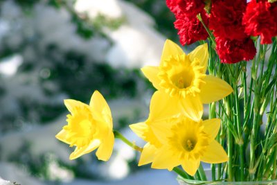Daffodils and Spring