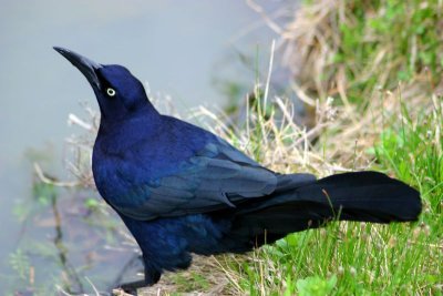 Blue bird, Thomas Jefferson Park, Dallas