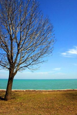 The tree is ready for its leaves, Lake Michigan, Chicago