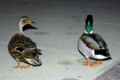 Quack Quack, Look at me!