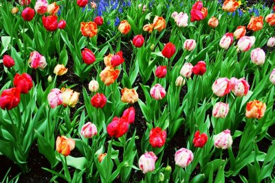 Tulips blowing in the wind, Magnificent Mile, Chicago