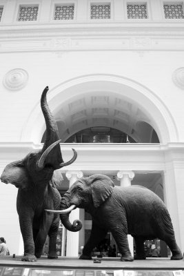 Elephant Taxidermy, Field Museum of Natural History, Chicago