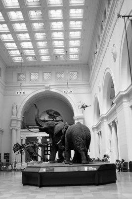 Stanley Hall, Field Museum of Natural History, Chicago