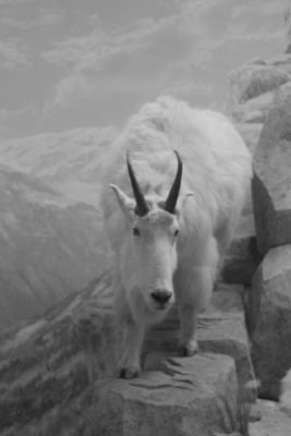 Mountain Ram, Field Museum of Natural History, Chicago