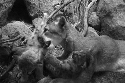 Lions Feeding time, Field Museum of Natural History, Chicago