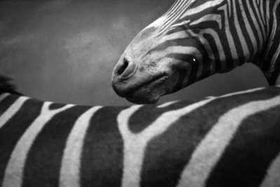 Stripes of a Zebra, Field Museum of Natural History, Chicago
