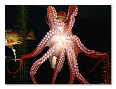 44-Octopus