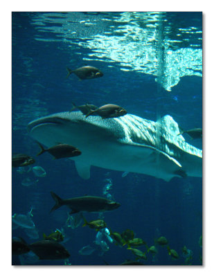 43-Whale Shark