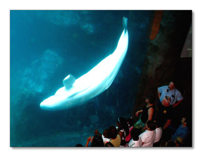48-Beluga Whale