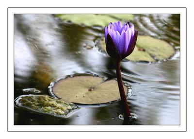 McKee Gardens - Water Lili