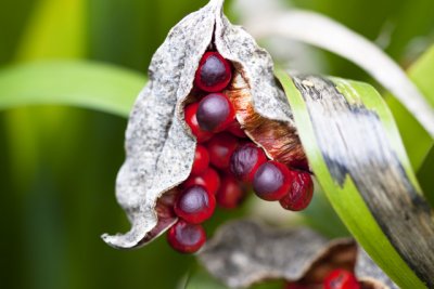 fruit