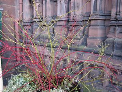 flower growing in front of Chester Cathedral