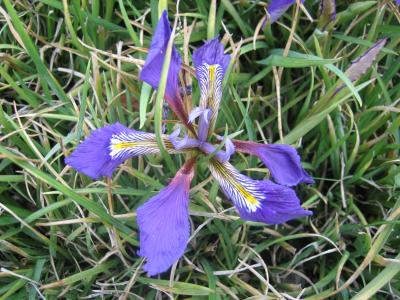 Iris Cretensis