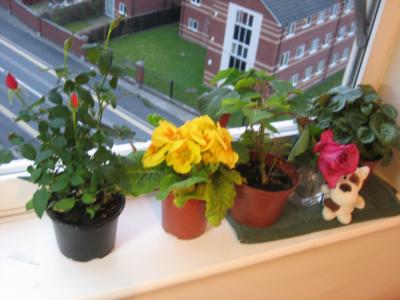 my babies lving on my windowsill