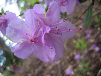 Rhododendron Lapponicum