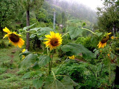 Flowers in Hallan