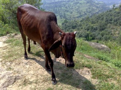 Bull in Khawas