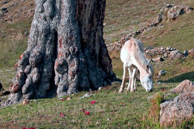 Grazing