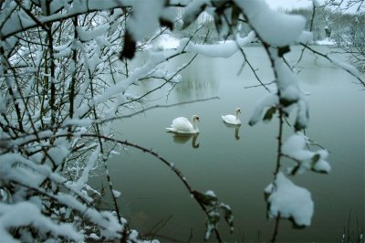 SwanLake in winter 2.jpg