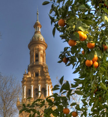 Seville Oranges 72.jpg