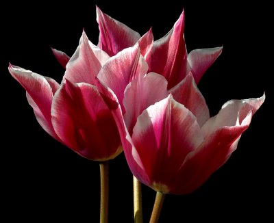 fire tulips72.jpg