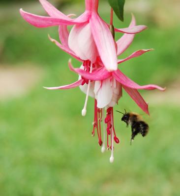 FuchsiaAnd-Bee.jpg