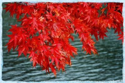 Acer-Ripples.jpg