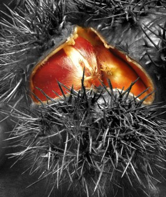 The-old-Chestnut2.jpg