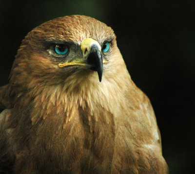 Birdie-Blue-eyes.jpg
