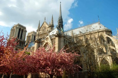 Notre-Dame-blossom.jpg
