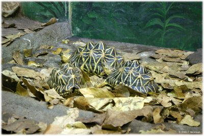 Star tortoises (remind me of pineapples)