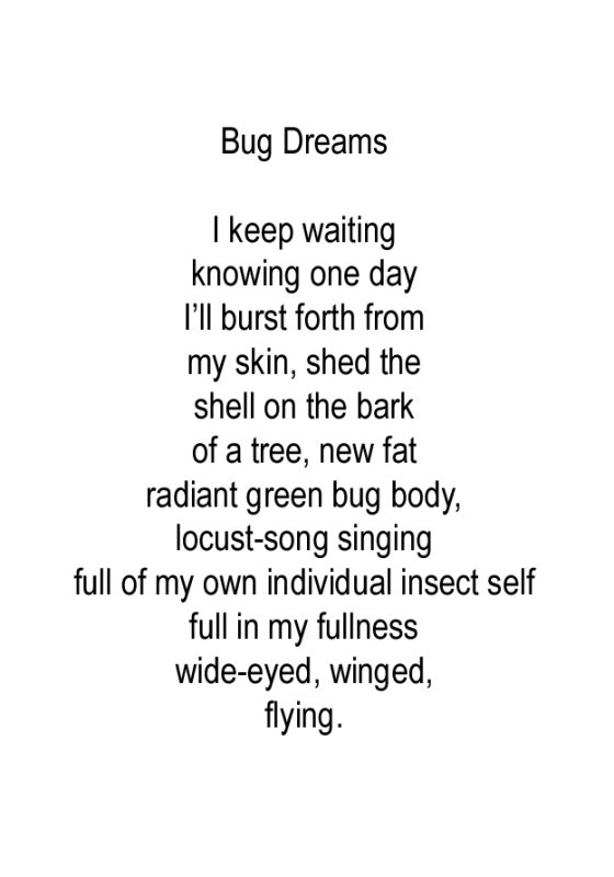 Bug Dreams
