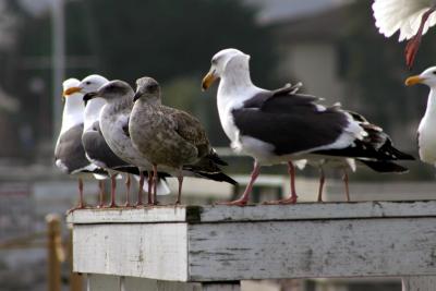 Gathering of Gulls