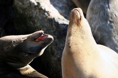 Monterey Seals