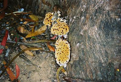 Oozing Fungus July 2005