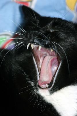 Katze yawns