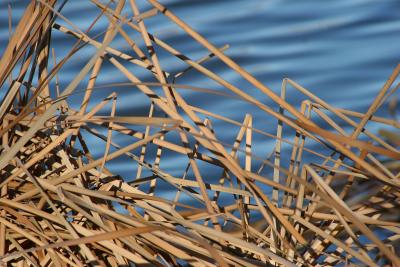 Reeds at Whiterock Lake, Dallas
