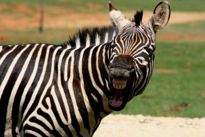 Zebra Laughing