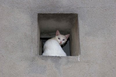 Italian cat in a window.jpg