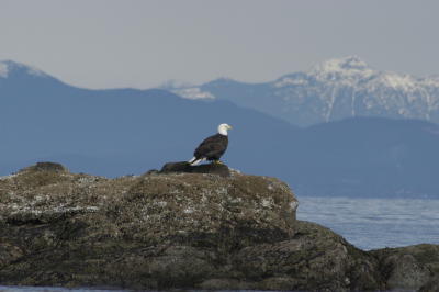 Bald Eagle