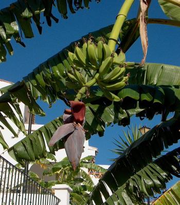 Banana tree