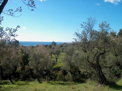 Olive groves