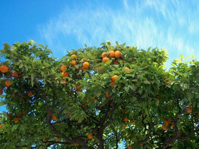 Orange trees on Plaza Espaa