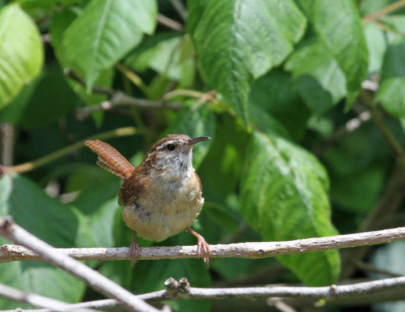 Carolina Wren