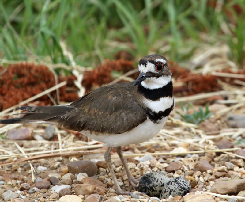 Killdeer