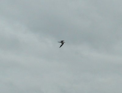 Sooty Tern