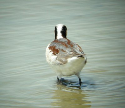 Wilson's Phalarope