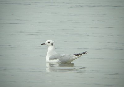 Bonaparte's Gull